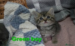Mixed Breed cats for sale: Beautiful kittens  - Image 2