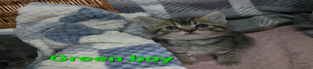 Green boy
