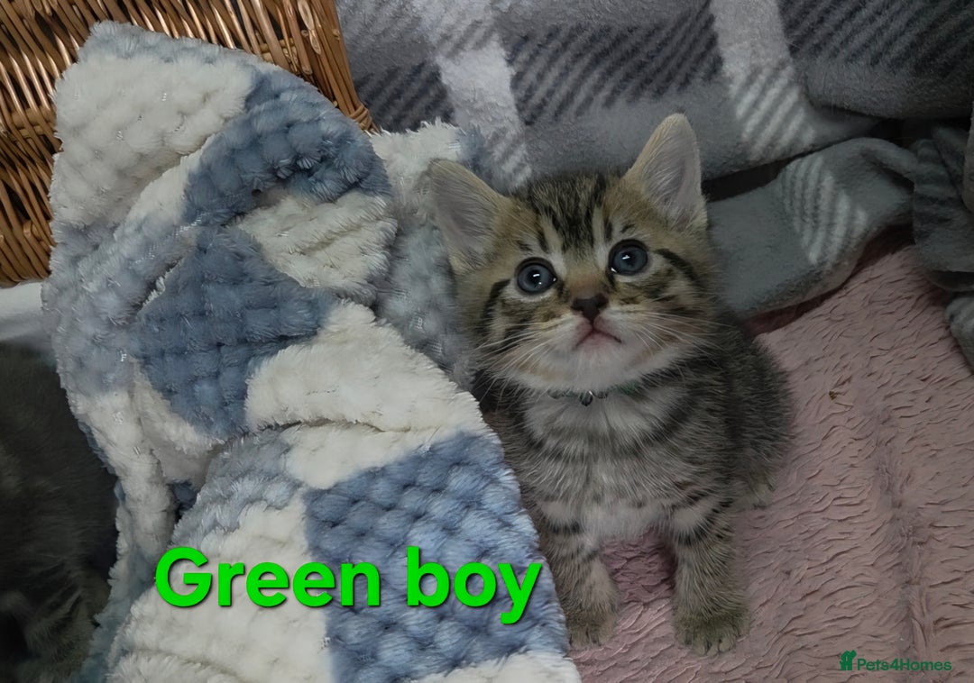 Mixed Breed cats for sale: Beautiful kittens  - Image 2