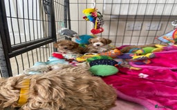Maltipoo dogs for sale: Beautiful, health tested maltipoos  - Image 20
