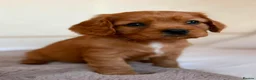 Cavalier King Charles Spaniel dogs for sale: Gorgeous Cavalier King Charles Puppies! - Advert 5