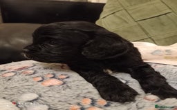 Cavapoo dogs for sale: A stunning litter of cavapoo beautiful costs  - Image 7