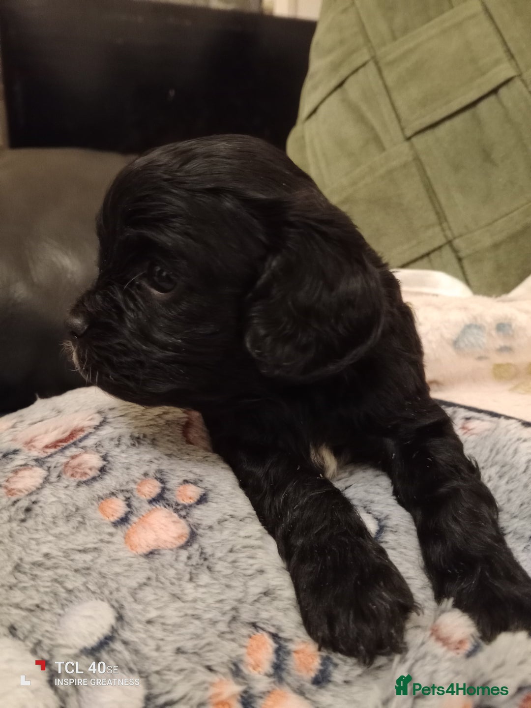 Cavapoo dogs for sale: A stunning litter of cavapoo beautiful costs  - Image 7