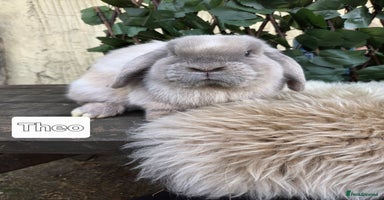 Mini Lop rabbits - Advert 13