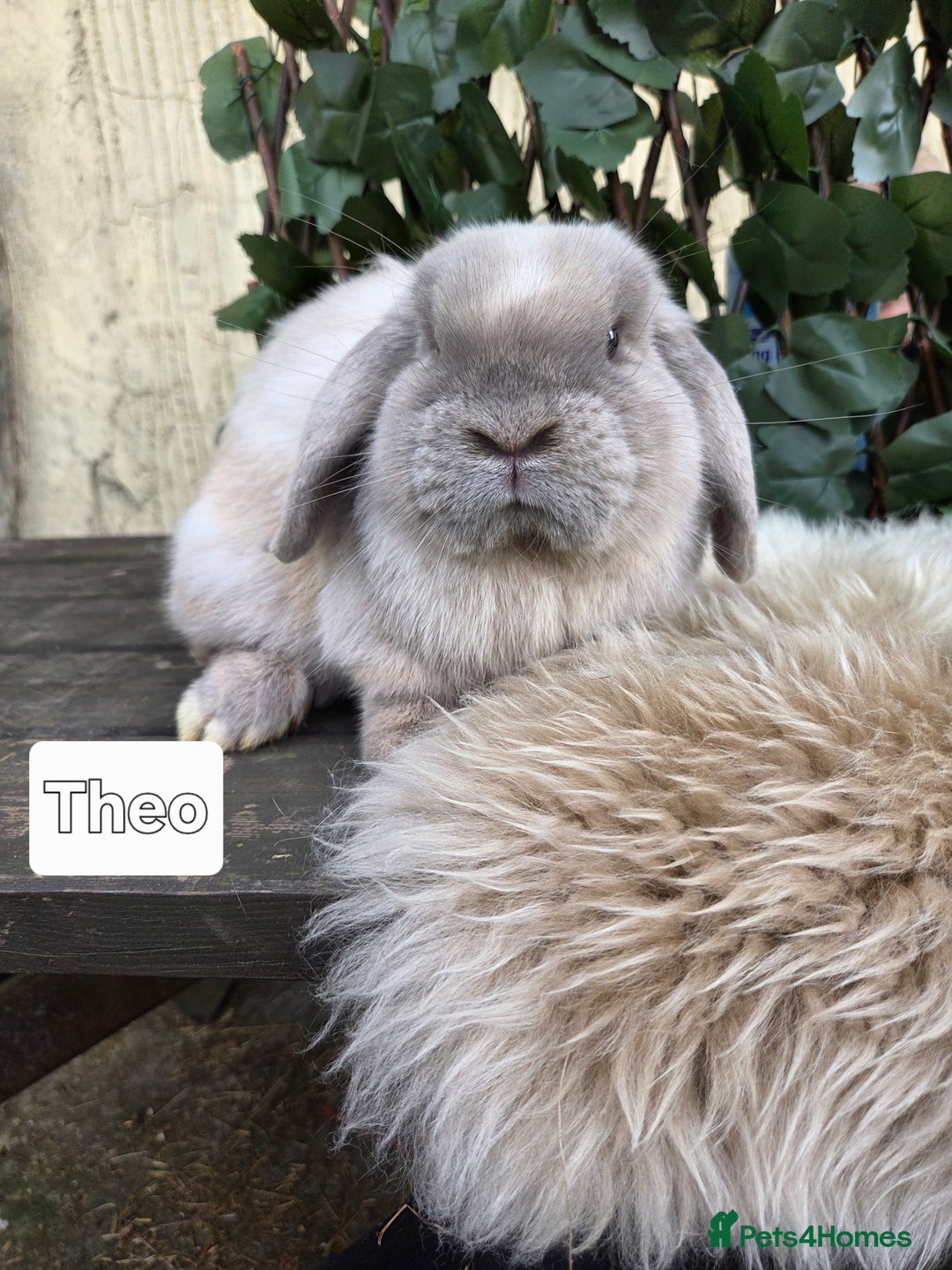 Mini Lop rabbits for sale: Pure bred Mini Lop Bunnies - Image 6