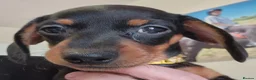 Dachshund dogs for sale: Dachshund  puppies - Advert 8