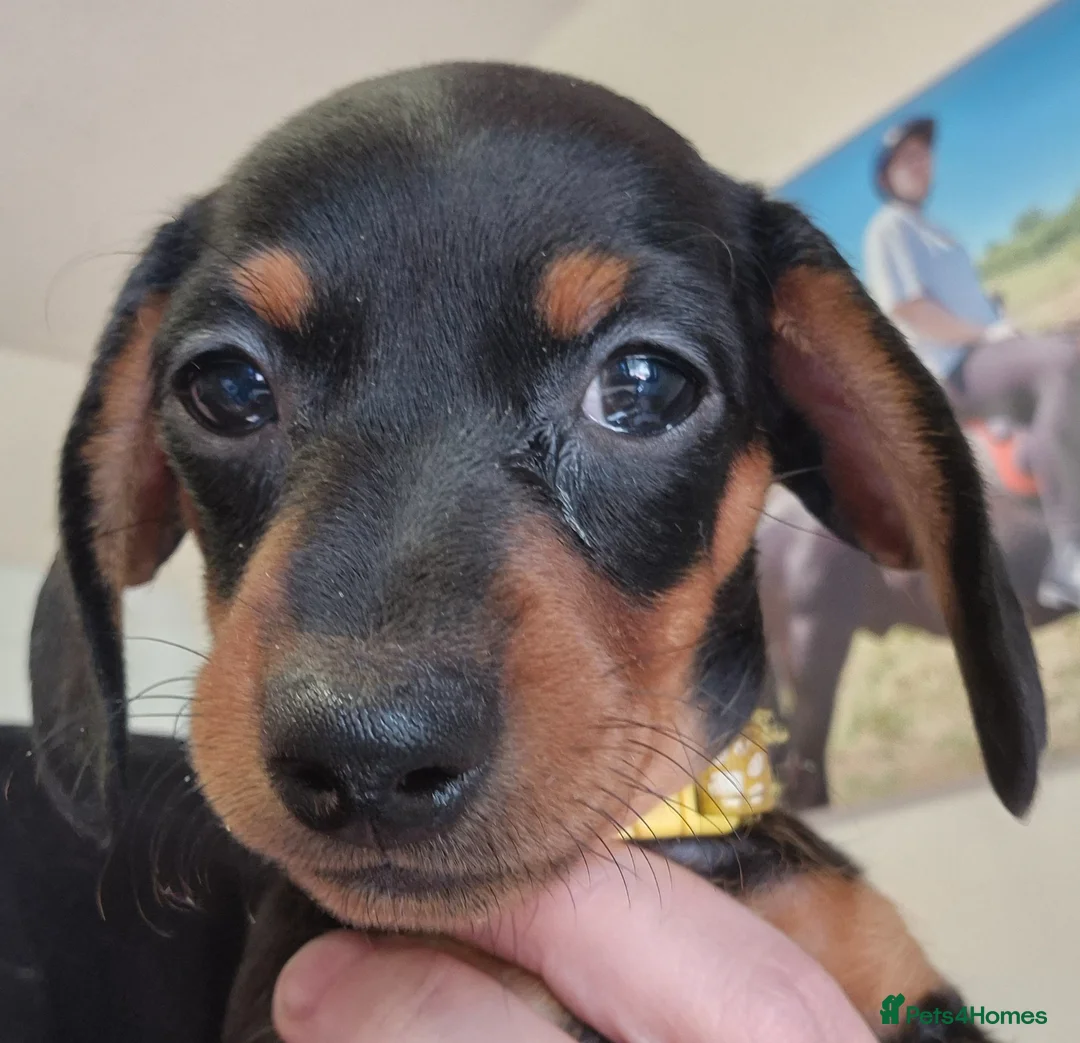 Dachshund dogs for sale: Dachshund  puppies - Advert 8
