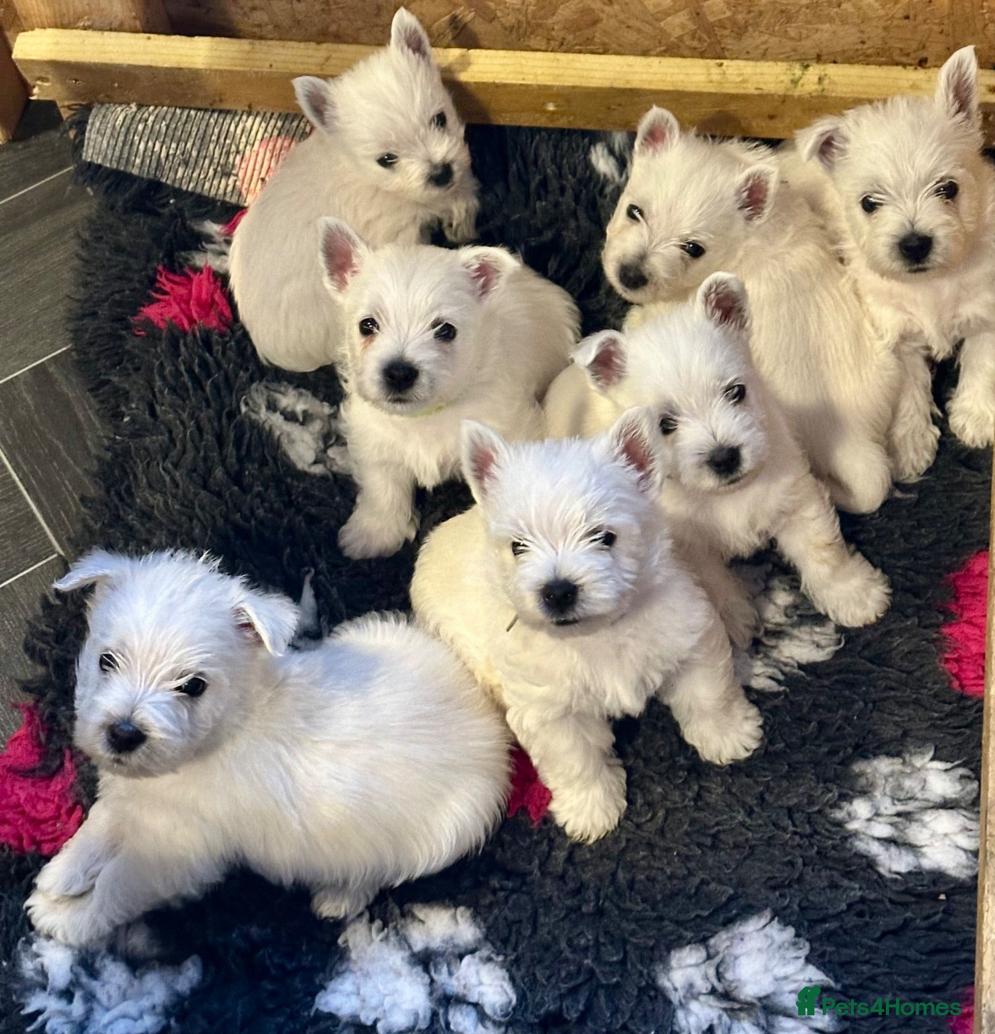 West Highland Terrier dogs Beautiful KC registered westie puppies.Only 3 left - Advert 4