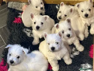 West Highland Terrier dogs Beautiful KC registered westie puppies.Only 3 left - Advert 4