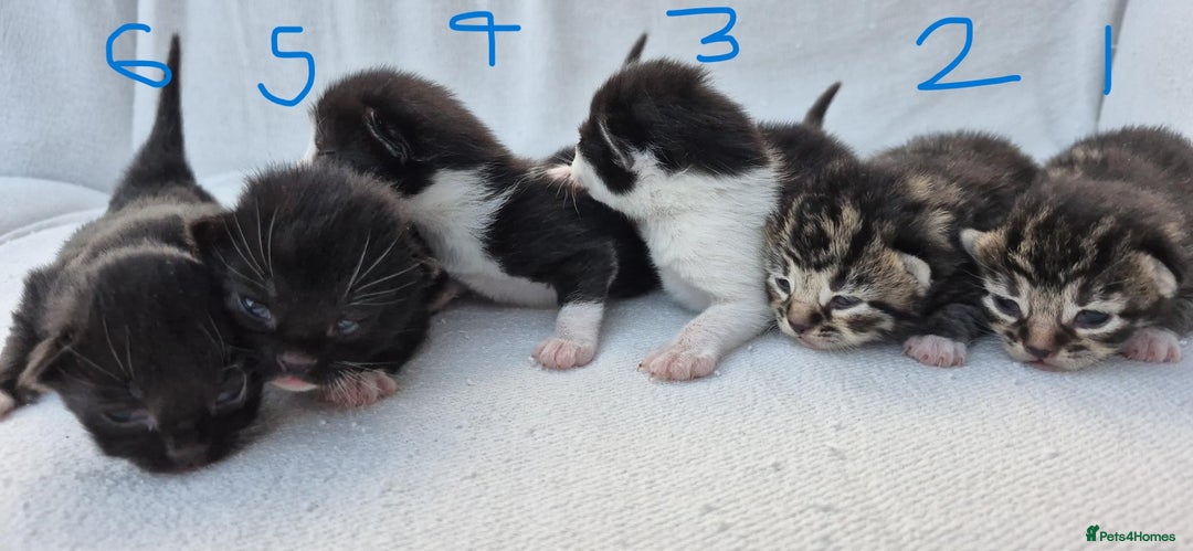 Mixed Breed cats for sale: Beautiful Tame Kittens Tabby Black White - Image 5