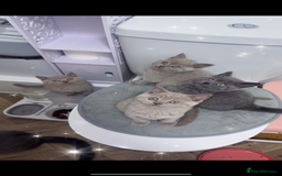 British Shorthair cats for sale: Lilac Male British Shorthair for Sale - Advert 3