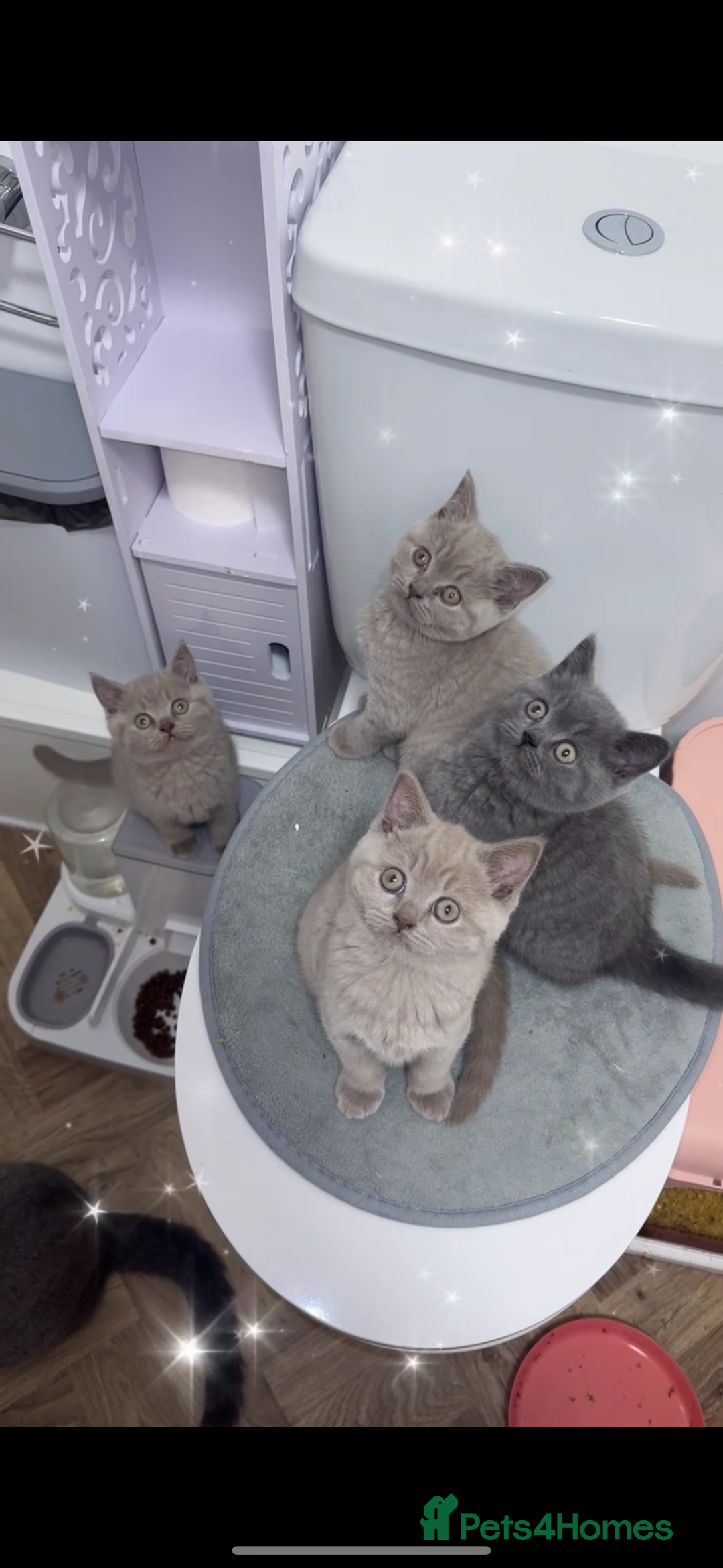 British Shorthair cats for sale: Lilac Male British Shorthair for Sale - Advert 3