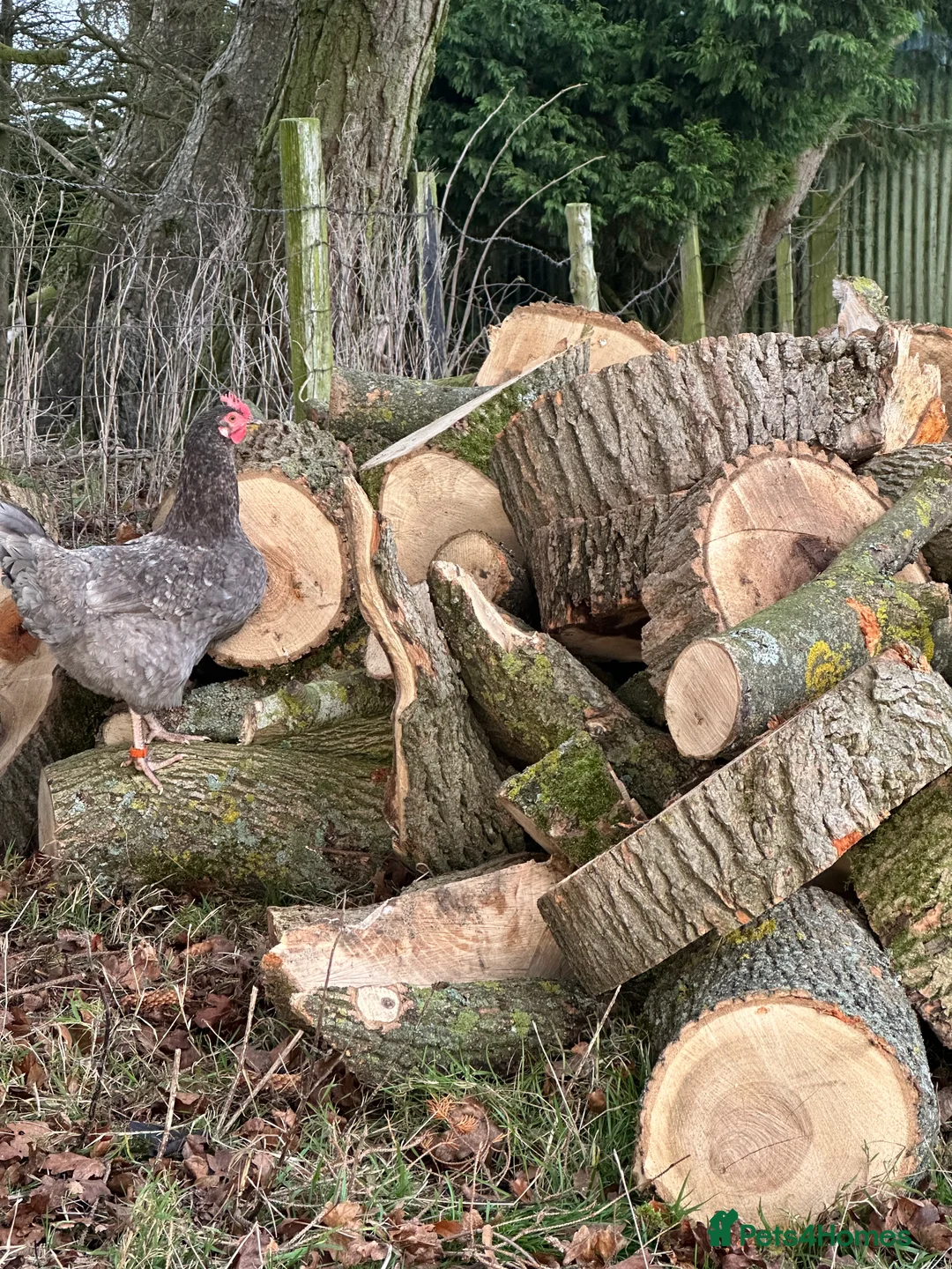 Chickens poultry for sale: POL hens for sale  - Advert 2