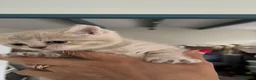 Scottish Fold cats for sale: Beautiful lilac fold and straight kittens  - Advert 5