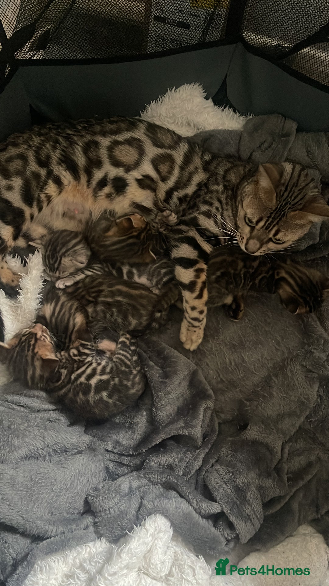 Bengal cats for sale: EXCELLENT BENGAL KITTENS READY BEFORE  ** !!! - Advert 10