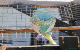 Budgerigars birds for sale: 6 baby budgies for sale from £30 to £40 - Image 16
