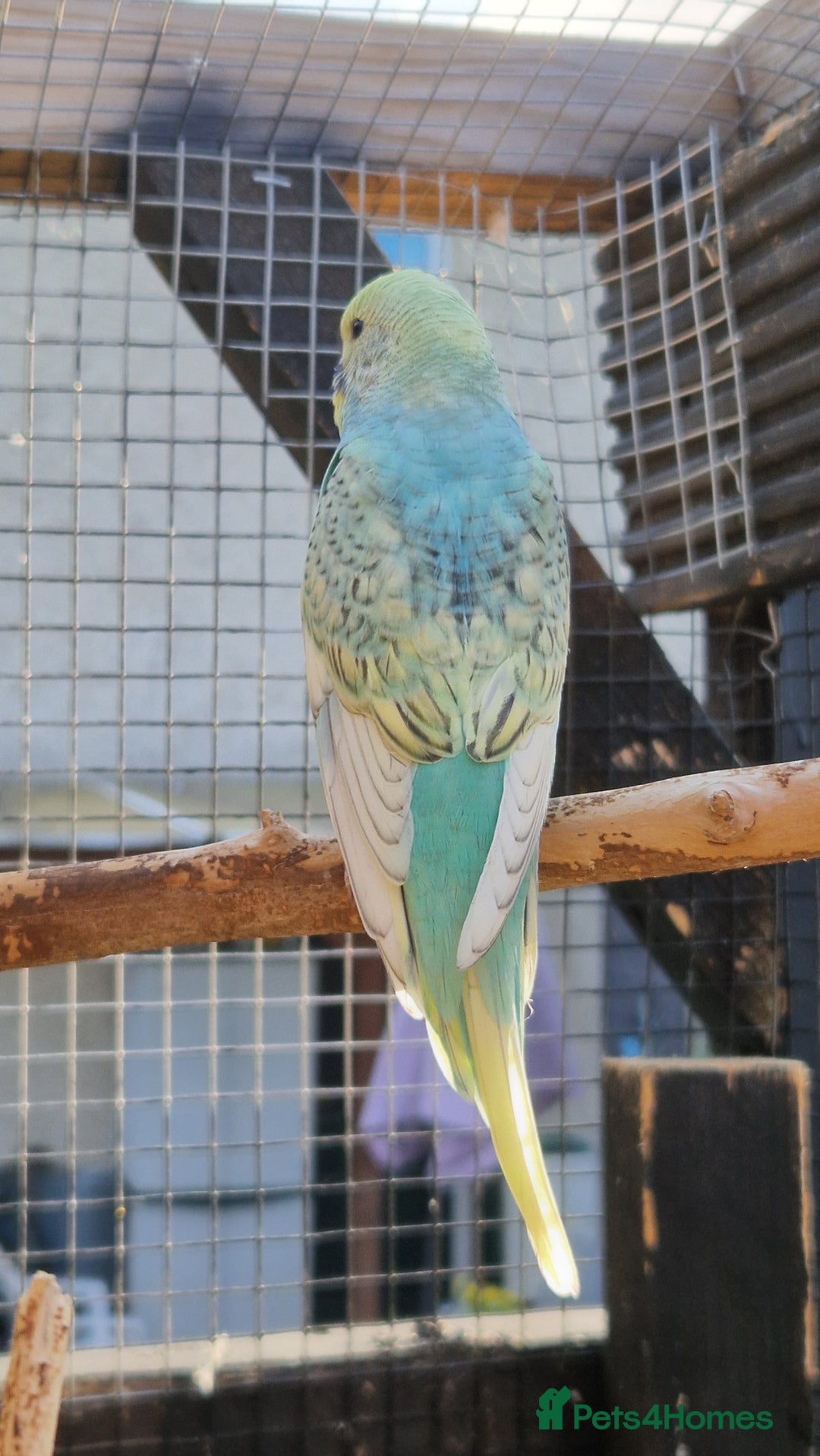 Budgerigars birds for sale: 6 baby budgies for sale from £30 to £40 - Image 16