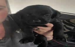 Mixed Breed dogs for sale: YOUR NEW BEST FRIEND IS WAITING!  - Image 18