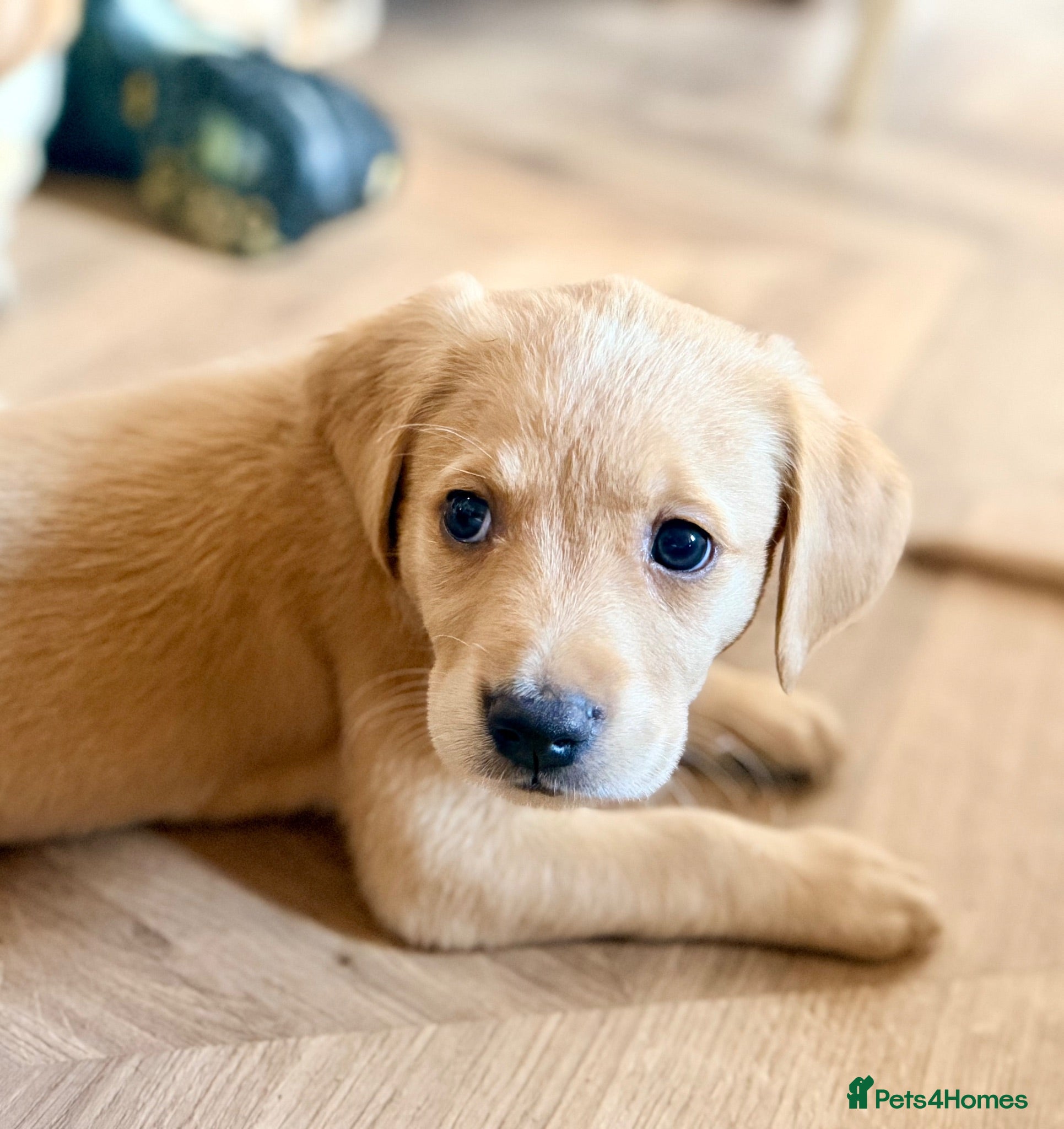 Goldador dogs 🐾 Stunning Goldador Puppies 2girls left 🐾 - Advert 1