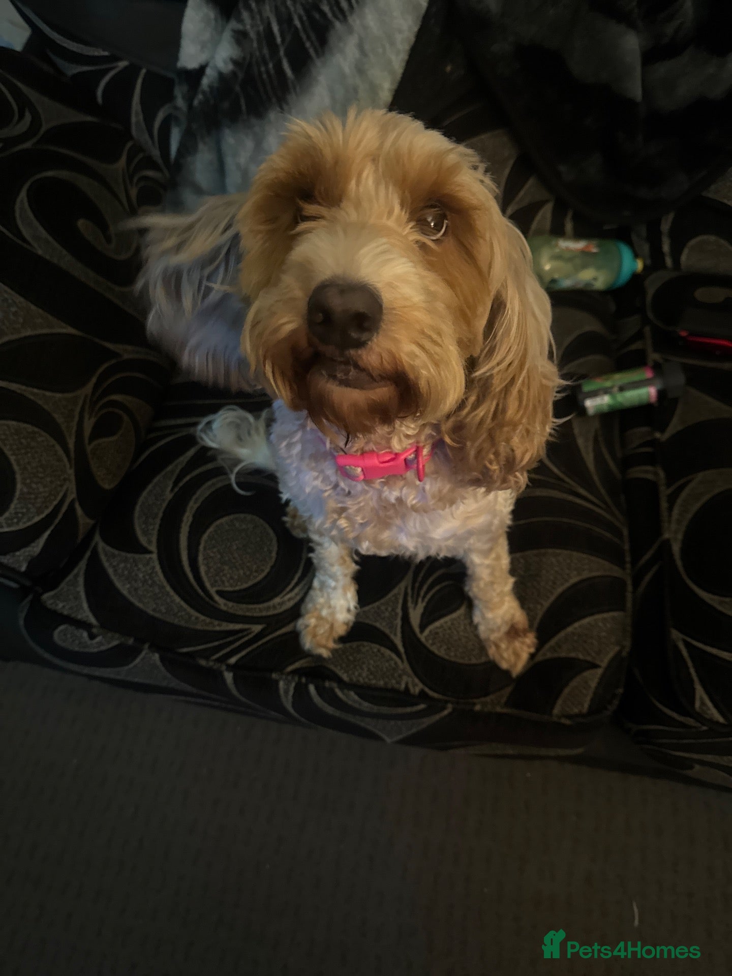 Cockapoo dogs Cockapoo Olive looking to be rehoused. 4 years old - Advert 1
