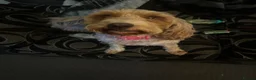 Cockapoo dogs for sale: Cockapoo Olive looking to be rehoused. 4 years old in Newcastle - Advert 1