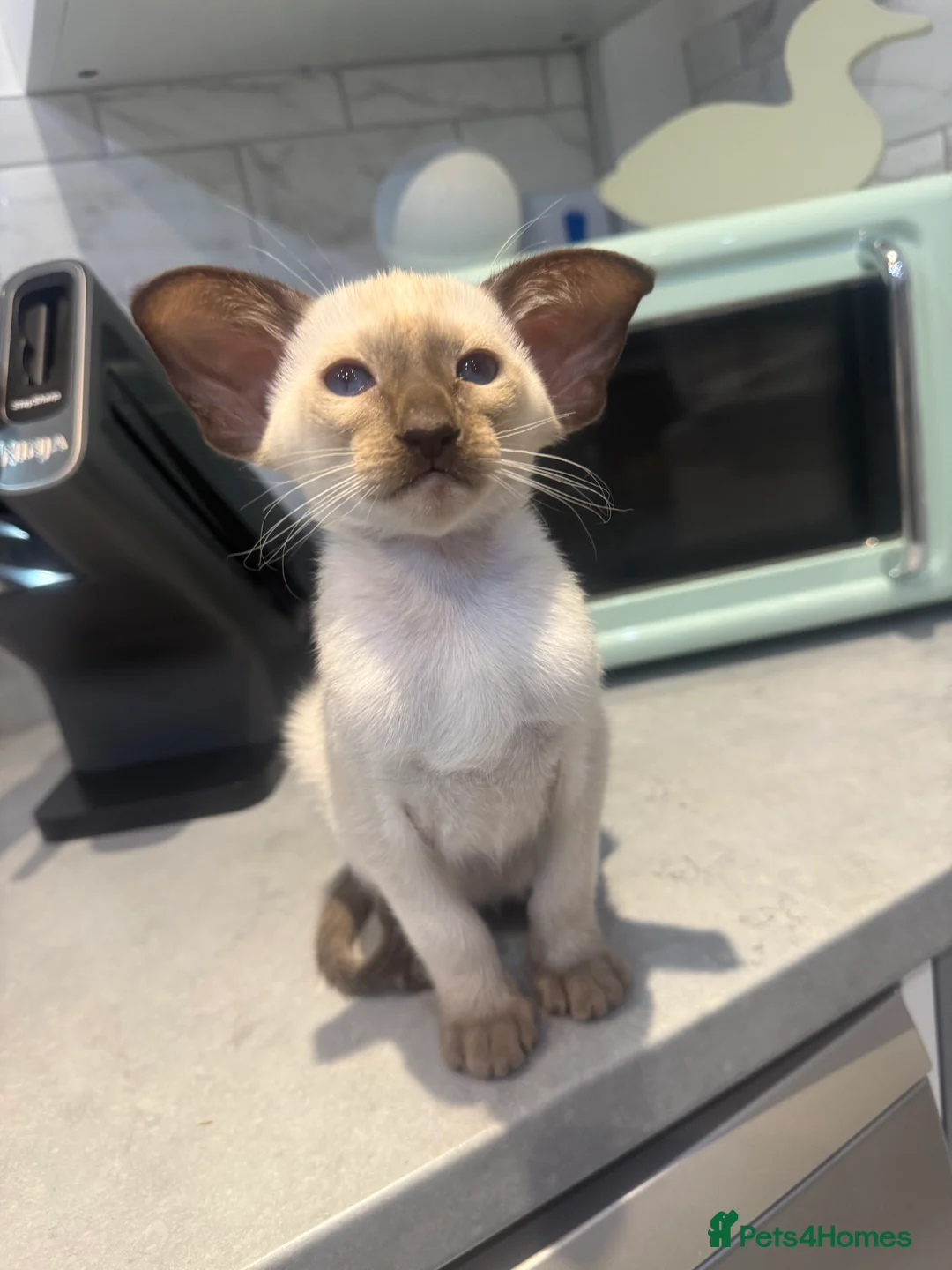 Siamese cats for sale: Stunning chocolate point Gccf registered girl  - Advert 10