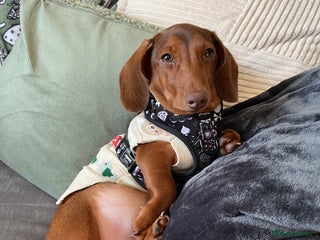 Miniature Dachshund dogs Miniature Dachshund - Advert 1