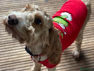 Cockapoo dogs Disco the Cockapoo - Advert 3