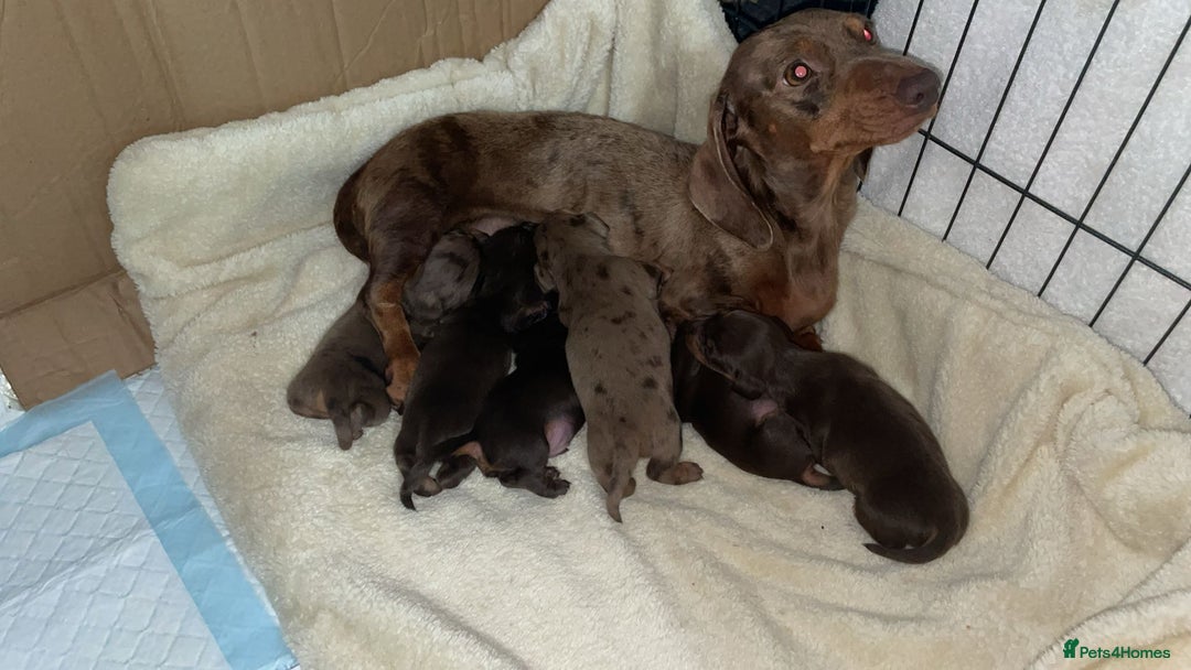 Dachshund dogs for sale: Dachshund miniature puppies - Advert 1