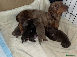 Dachshund dogs Dachshund miniature puppies - Advert 3