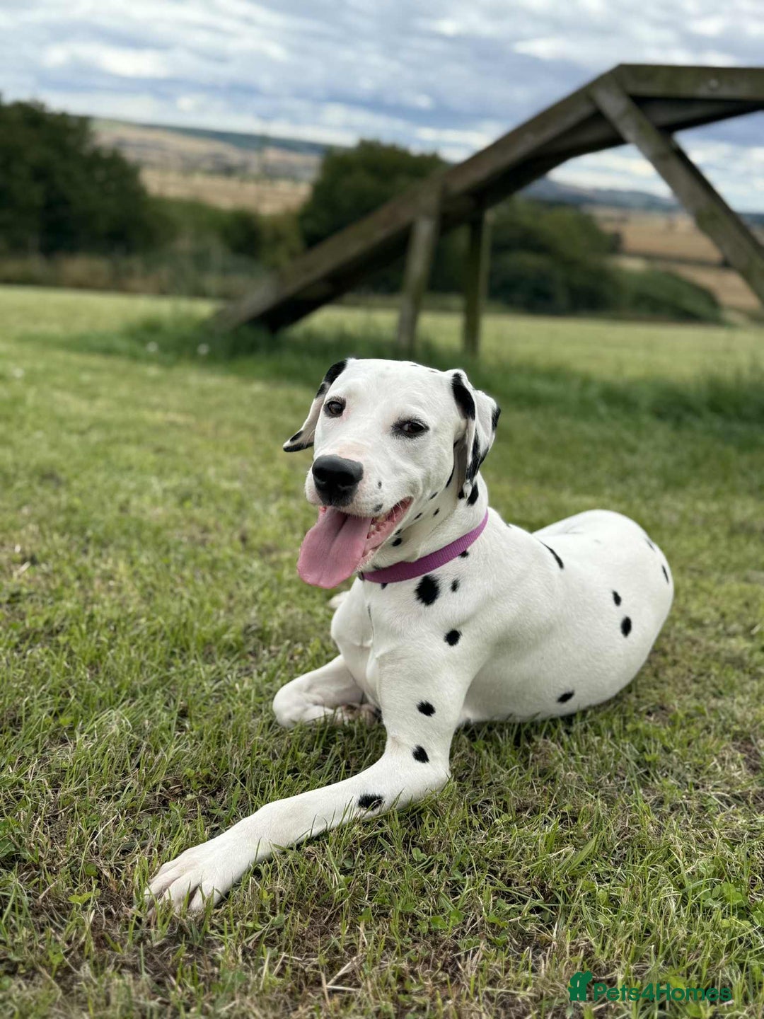 Dalmatian dogs for sale: 2 1/5 year old Female Dalmatian  - Image 3