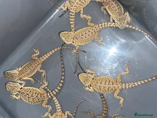 Bearded Dragon reptiles Bearded dragons - Advert 2