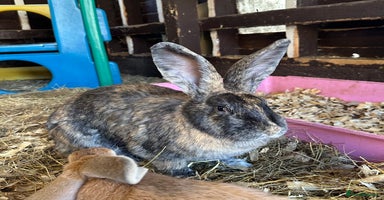 Continental Giant rabbits - Advert 11