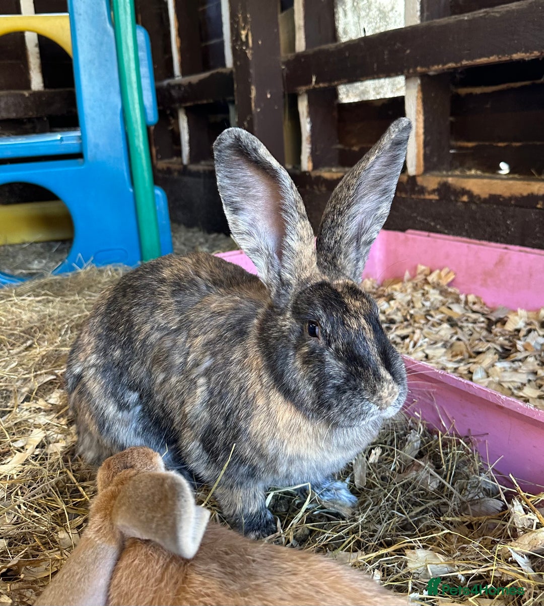 Continental Giant rabbits for sale: Gorgeous Giant Continental Doe🐰🩷 - Image 2