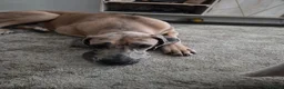 Great Dane dogs for sale: Loving big boy - Advert 3