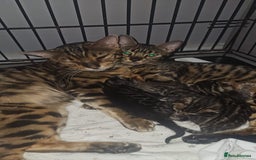 Bengal cats for sale: LAST Bengal KITTEN - Image 2