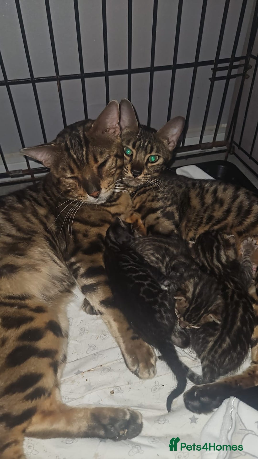 Bengal cats for sale: LAST Bengal KITTEN - Image 2