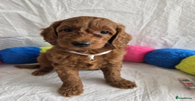 Goldendoodle dogs - Advert 7