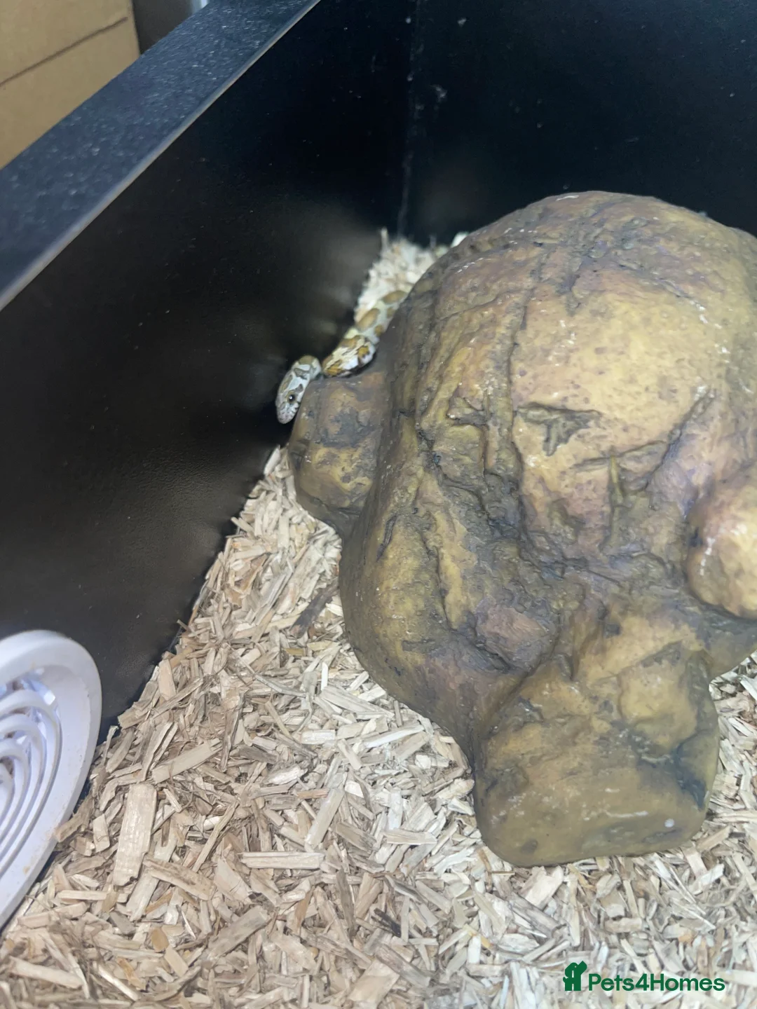 Corn Snake reptiles for sale: Honey corn snake  in Witham - Advert 2