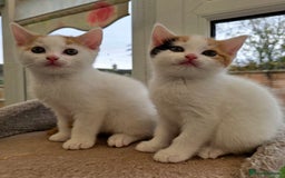 Mixed Breed cats for sale: Adorable Kittens Ready for Their Forever Homes!  - Image 8