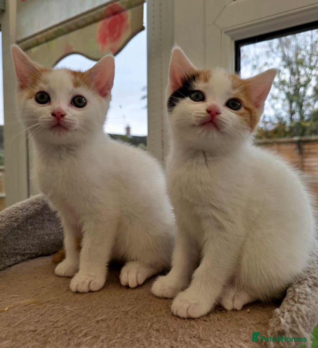 Mixed Breed cats for sale: Adorable Kittens Ready for Their Forever Homes!  - Image 8