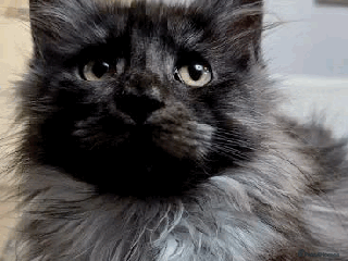 Maine Coon cats Stunning Pedigree Maine Coon Kittens for Sale - Advert 2