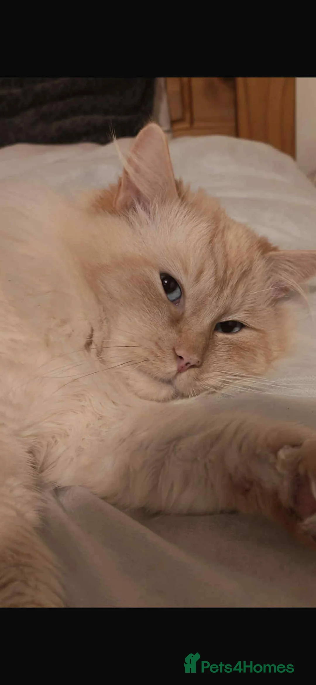 Ragdoll cats for sale: Male Adult Ragdoll - Advert 2