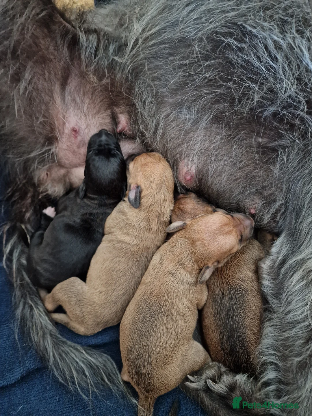 Mixed Breed dogs for sale: Italian Greyhound X Bedlington Whippet F1 in Radstock - Advert 2