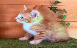 Domestic Shorthair cats for sale: GORGEOUS SHORT HAIRED FAMILY KITTENS  - Image 16