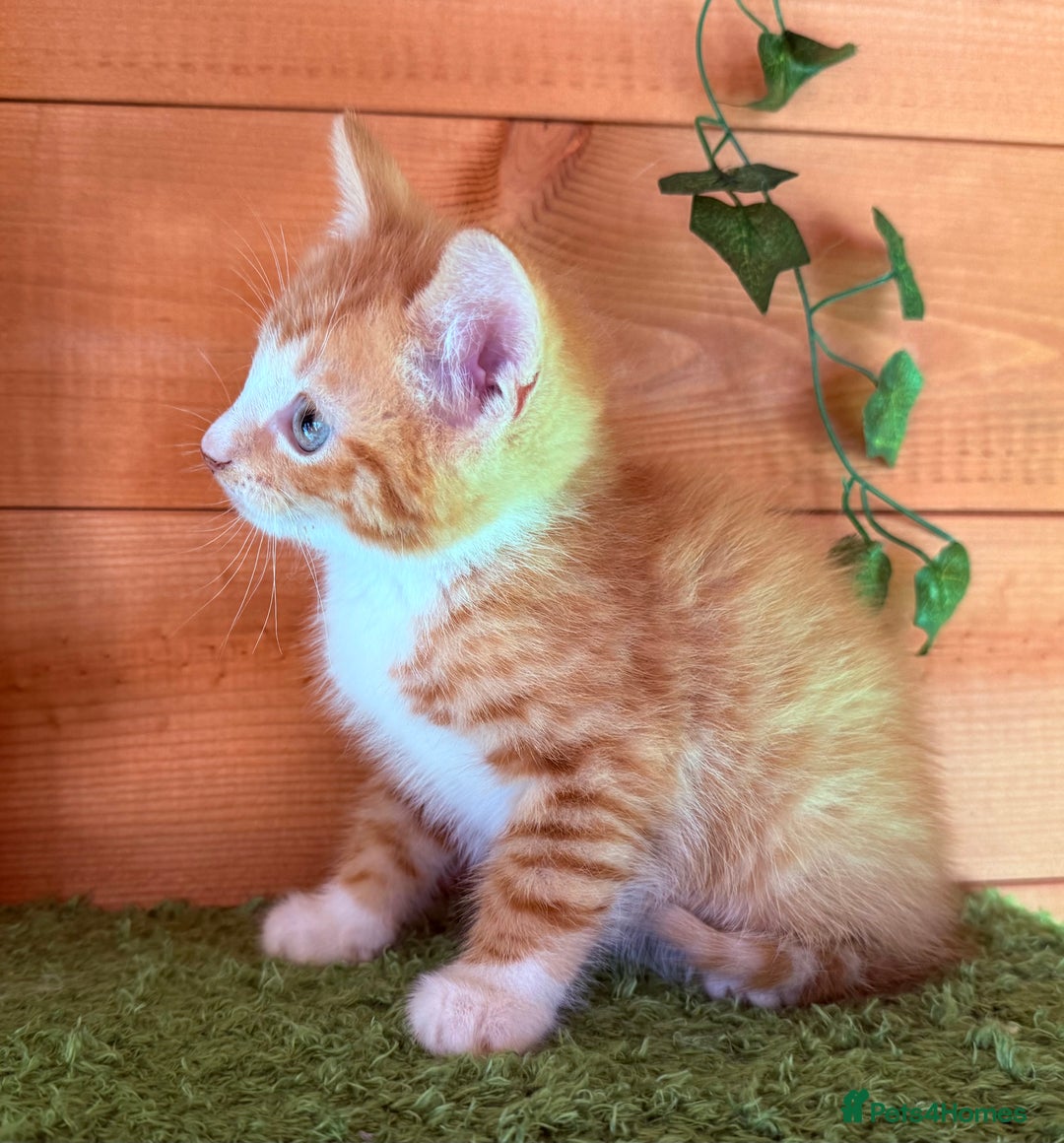 Domestic Shorthair cats for sale: GORGEOUS SHORT HAIRED FAMILY KITTENS  - Image 16
