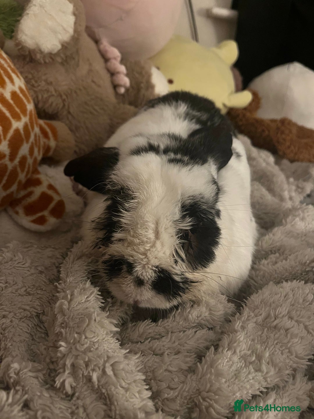 Mixed Breed rabbits for sale: Male rabbit thumper for rehoming - Advert 5