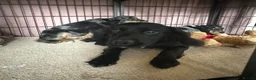 Cocker Spaniel dogs for sale: Spaniel boys needing homes - Advert 7
