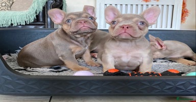 French Bulldog dogs - Advert 2