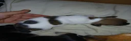 Jack Russell dogs for sale: JACK RUSSELL PUPPIES  in Newport - Advert 12